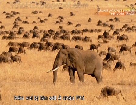 KH046 - Document - Crimes Against Nature - The Ivory Trade (2.5G)